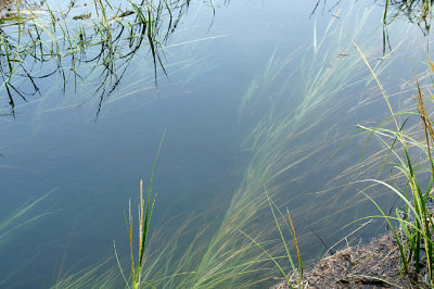 Lavenger - water flowing