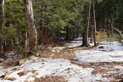 Woods near the sugar house.