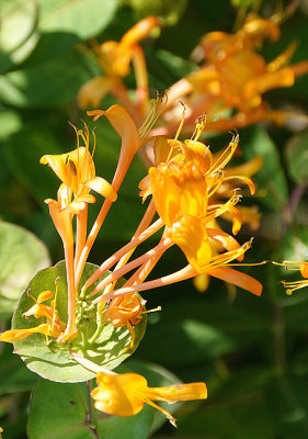 Honeysuckle.