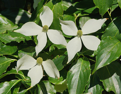 Dogwood.