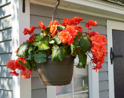 Begonia planter.