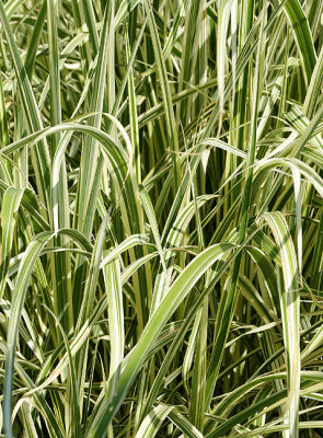 Ribbon grass.