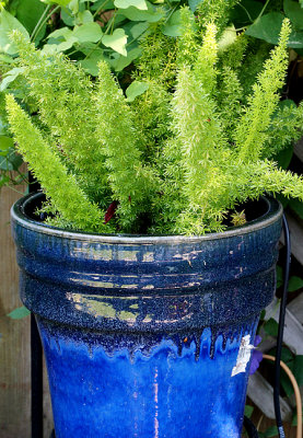 Sprengeri fern.