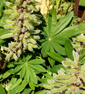 Lupine forming seed pods.