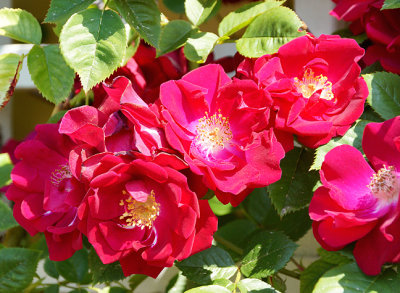Red roses.
