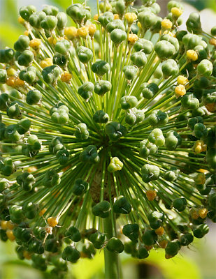 Allium buds - detail.