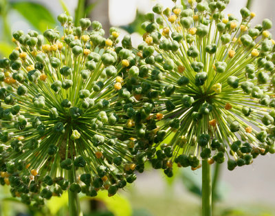 Allium seed heads.