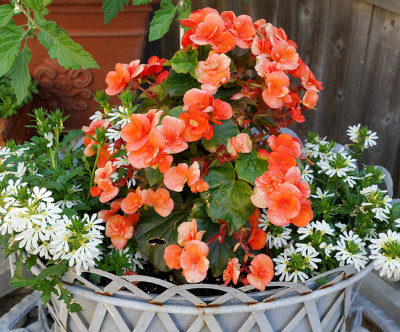 Begonia planter.