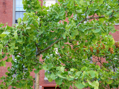 Ginko biloba tree.