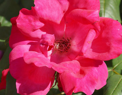 Red rose - detail.