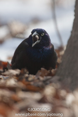 NYBG Bird Walk - March 1-18.jpg