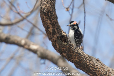 NYBG Bird Walk - March 1-23.jpg