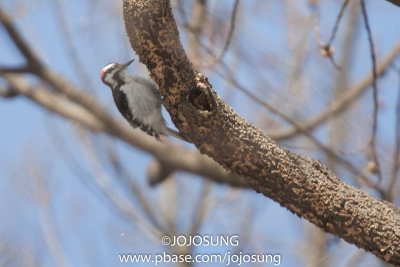 NYBG Bird Walk - March 1-27.jpg