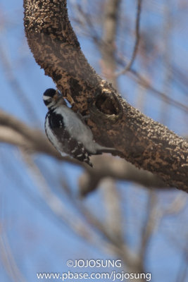 NYBG Bird Walk - March 1-30.jpg