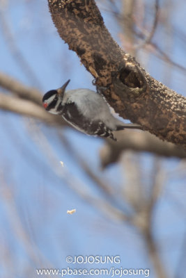 NYBG Bird Walk - March 1-31.jpg