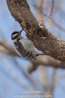 NYBG Bird Walk - March 1-33.jpg