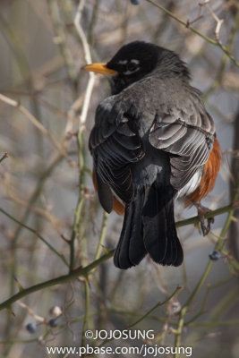 NYBG Bird Walk - March 1-42.jpg