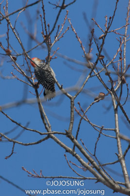 NYBG Bird Walk - March 1-47.jpg