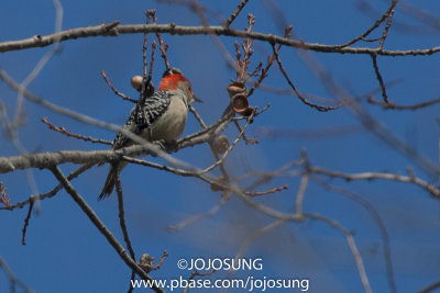 NYBG Bird Walk - March 1-48.jpg