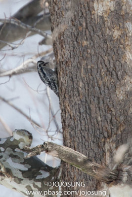 NYBG Bird Walk - March 1-50.jpg