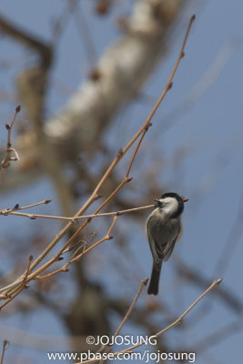 NYBG Bird Walk - March 1-57.jpg