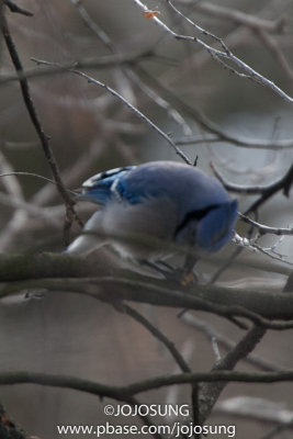 NYBG Bird Walk - March 1-59.jpg