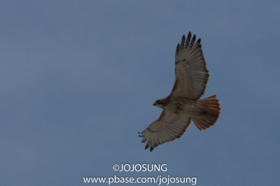 Bird Walk at NY Botanical Garden