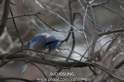 NYBG Bird Walk - March 1-61.jpg