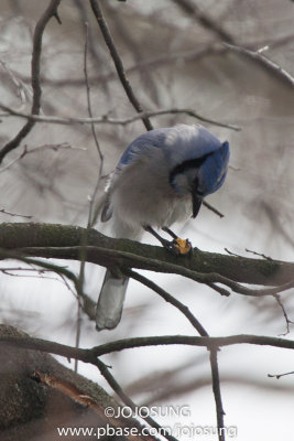 NYBG Bird Walk - March 1-62.jpg