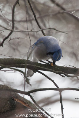 NYBG Bird Walk - March 1-63.jpg