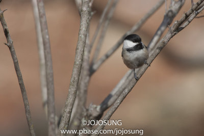 NYBG Bird Walk - March 1-64.jpg