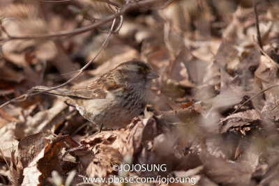 NYBG Bird Walk - March 1-81.jpg