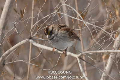 NYBG Bird Walk - March 1-84.jpg