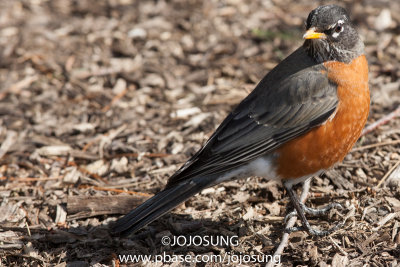 NYBG Bird Walk - March 1-88.jpg