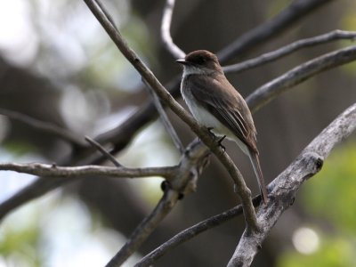 Eastern Phoebe