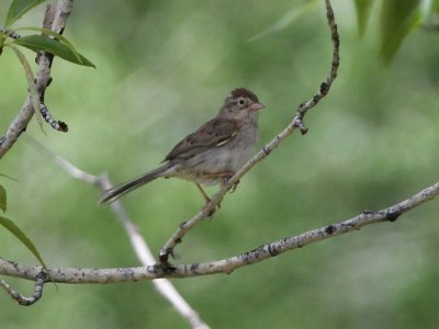 Cassin's Sparrow