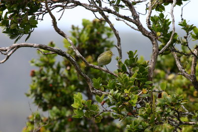 Hawaii Honeycreepers