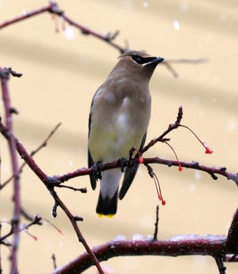 Cedar Waxwing