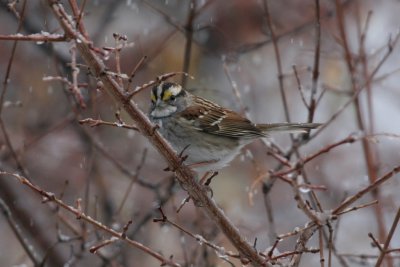 White-throated Sparrow