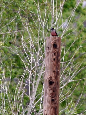 Lewis' Woodpecker