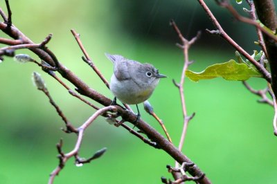 Virginia's Warbler