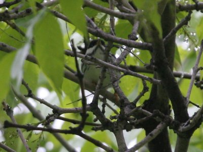 Blackpoll Warbler