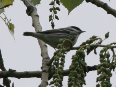 Blackpoll Warbler