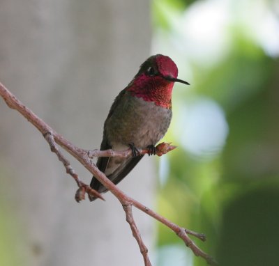 Anna's Hummingbird