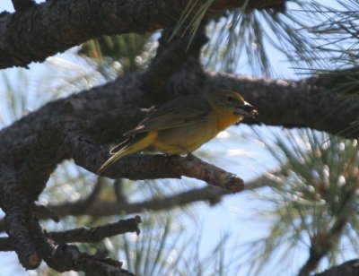 Hepatic Tanager