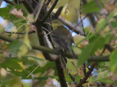 Pine Warbler?