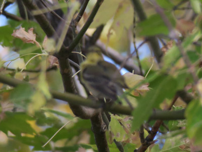 IMG_6320_crop.jpg