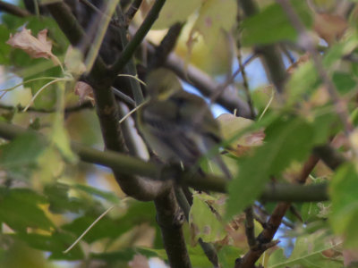 IMG_6323_crop.jpg