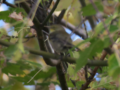 IMG_6334_crop.jpg