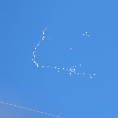 Snow Geese (with poss. Ross's) over Mt. Sanitas